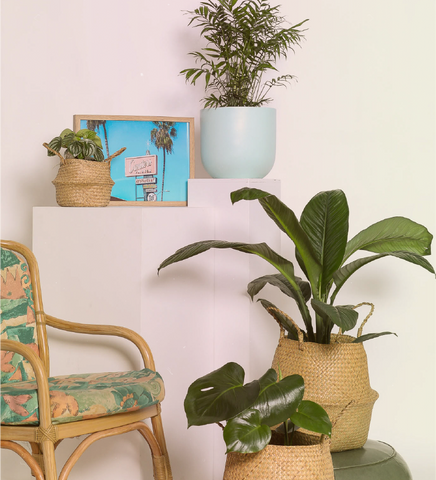 Vacation vibe corner with plants and photo