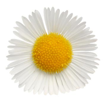 Bisabolol terpene found in chamomile flowers