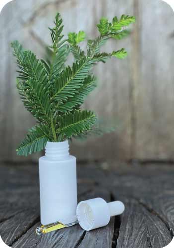 A white Wonderfeel dropper and bottle used as a vase holding a pine branch.
