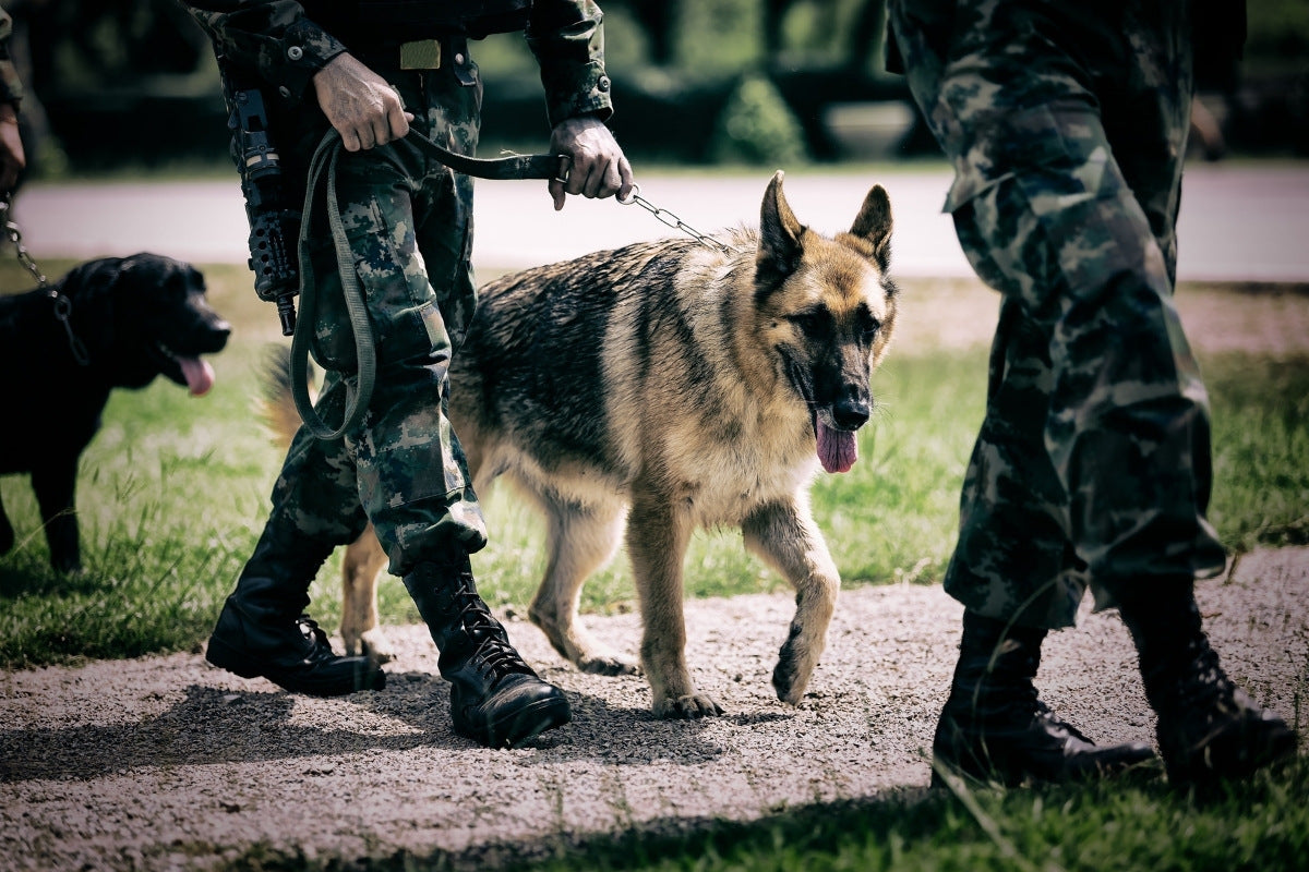 do police dogs have titanium teeth