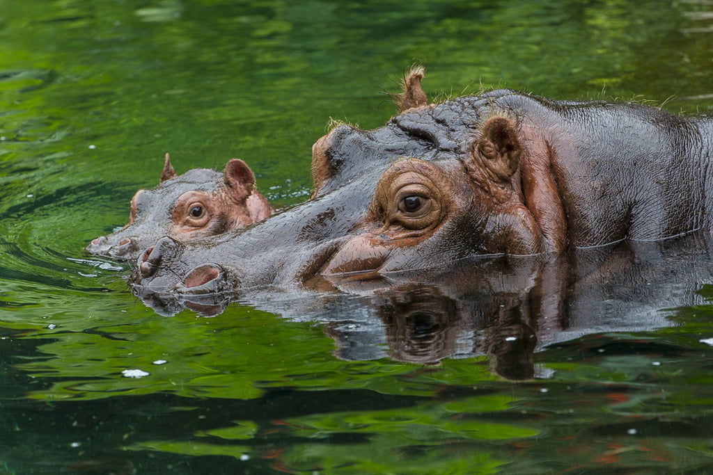 Two hippos in water