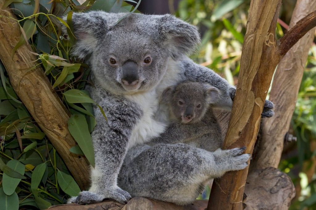 Two koalas in the trees