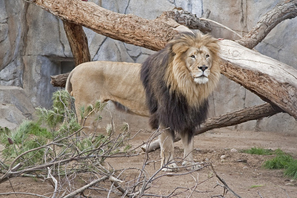 Lion at the San Diego Zoo