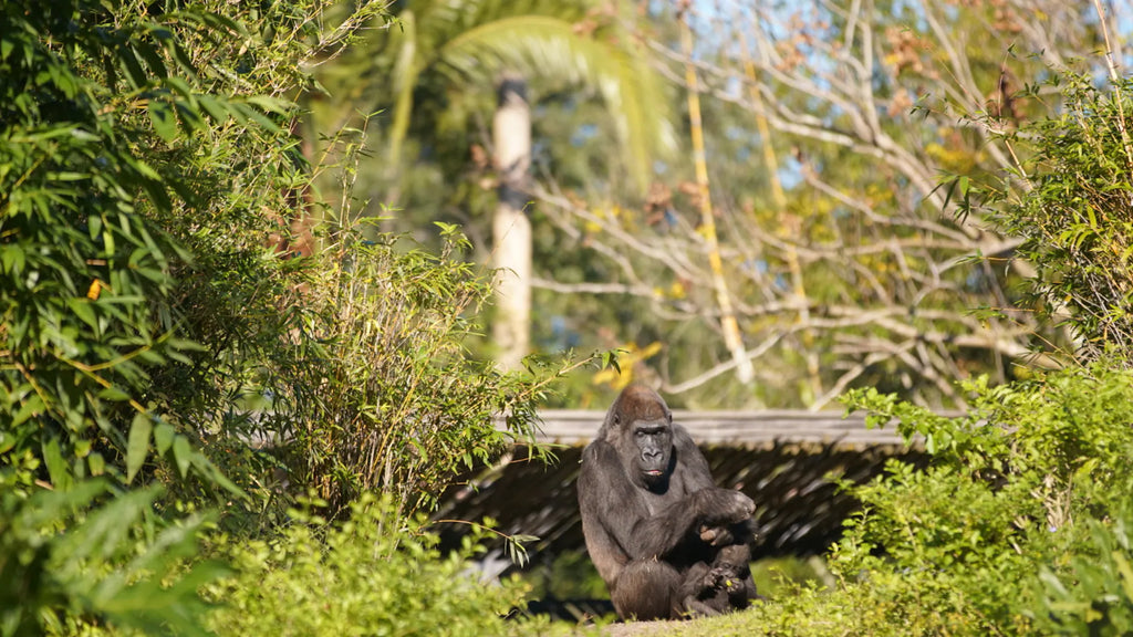 Monkey at Disney's Animal Kingdom