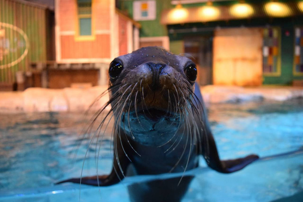 Sea Lion at Georgia Aquarium