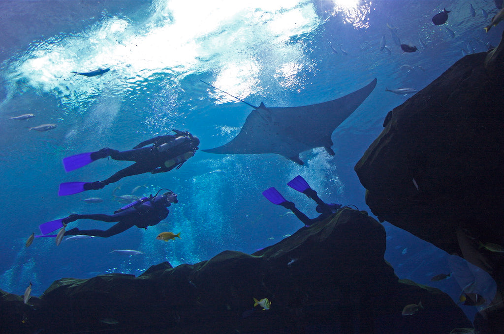 Scuba Diving With Sea Life At The Georgia Aquarium