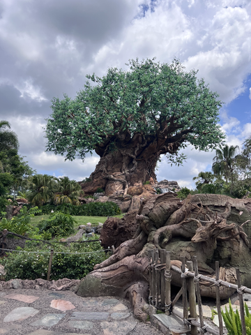 animal kingdom tree of life