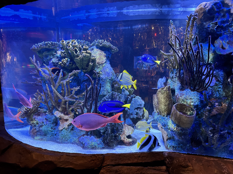 aquarium rainforest cafe