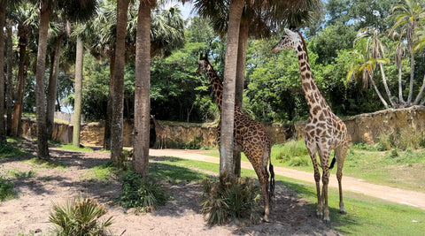 giraffes kilimanjaro safari animal kingdom