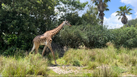 giraffe kilimanjaro safari animal kingdom