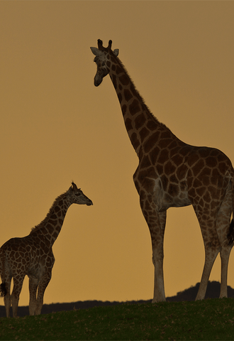 san diego zoo camping giraffe