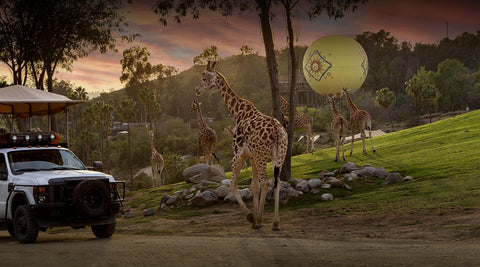 san diego zoo safari park ride