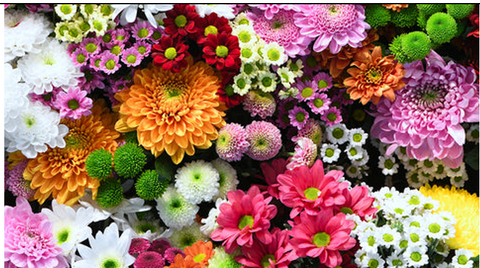 A group of colorful flowers