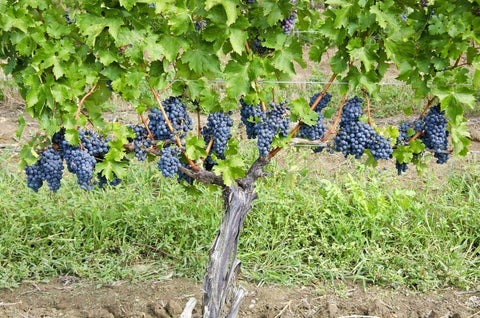 Cabernet Sauvignon, the king of red grapes