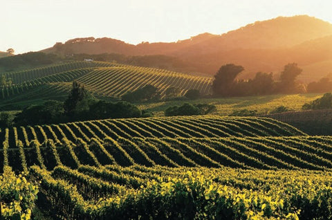 Napa Valley Beautiful Vineyards
