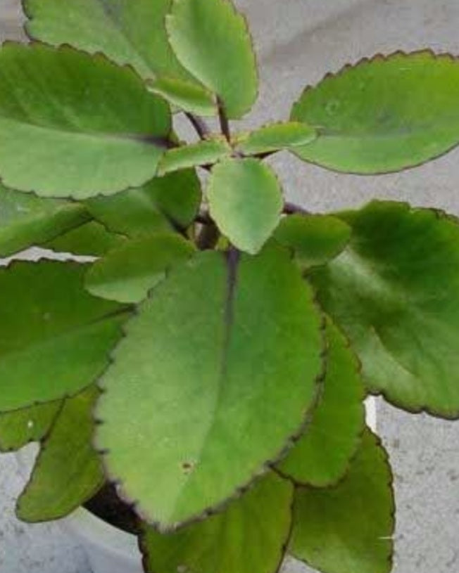 Siempre Viva / Life Plant / Miracle Leafs – Botanicaeshulaboni