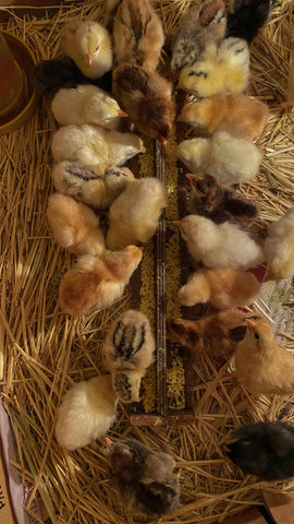 A flock of chickens feeding around a red feeder in a coop