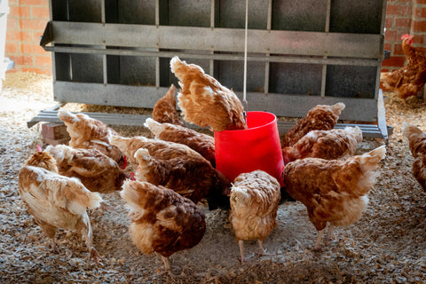Chicks gathered around a feeder on a bed of straw