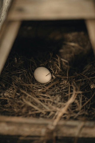 A single egg rests in a straw nest.