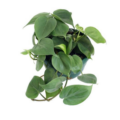 Heartleaf Philodendron