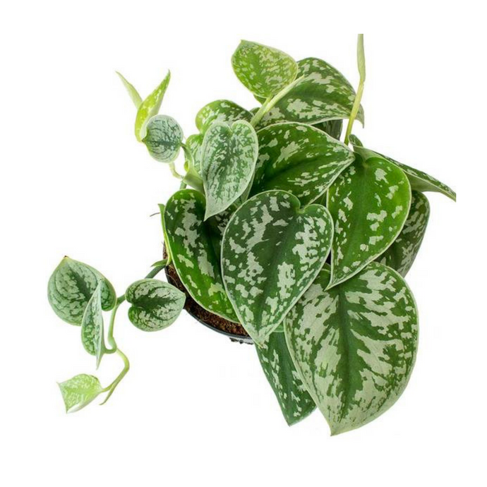 Satin Pothos