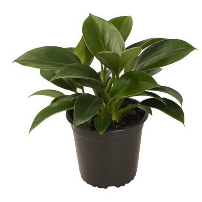 Potted Philodendron Green Princess