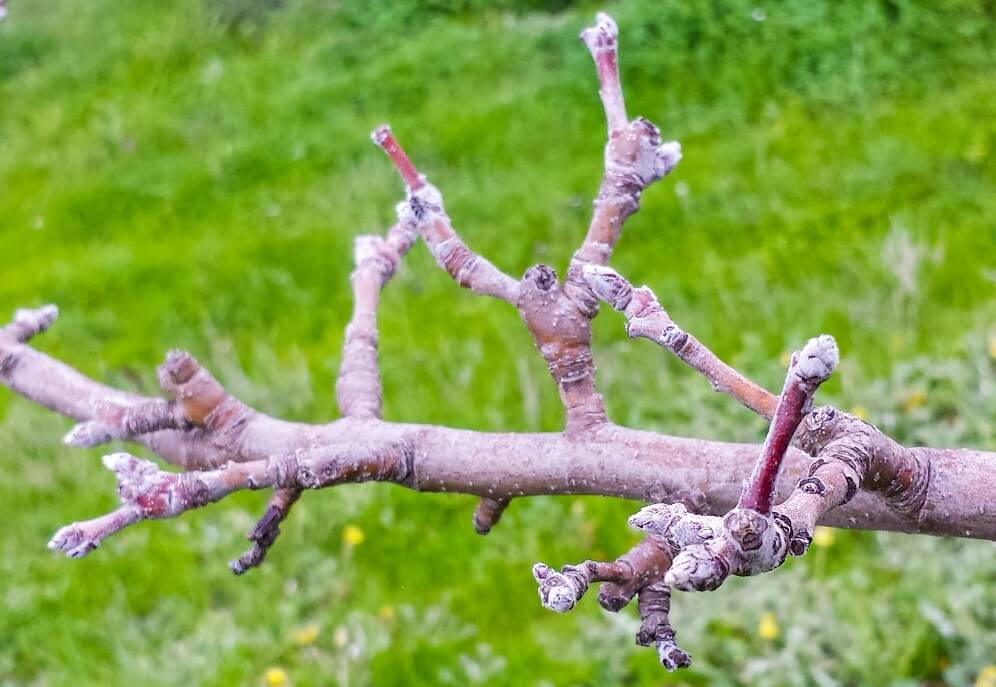 Pomi fructiferi stropiri tratamente