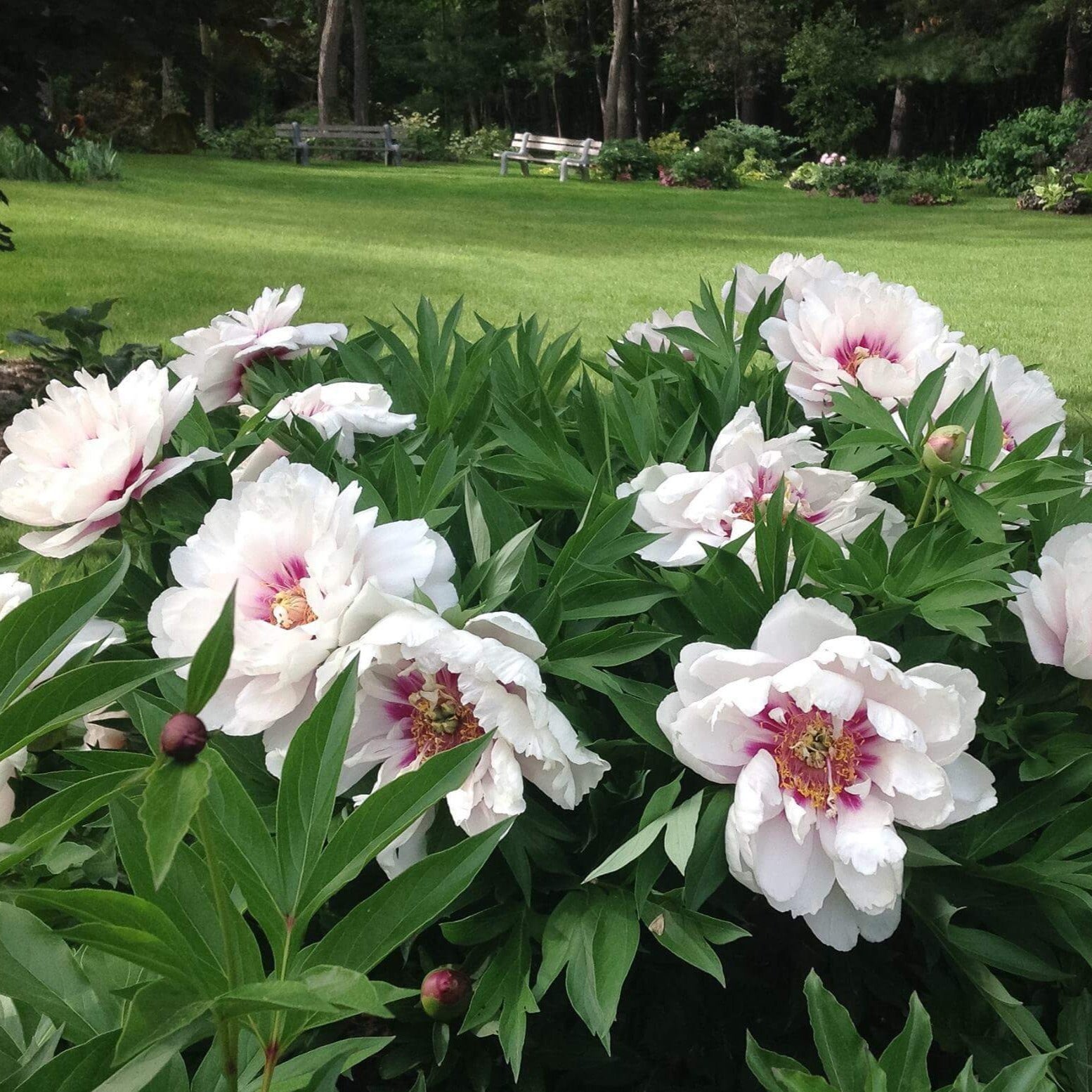 Paeonia itoh : CORA LOUISE – Pepiniera Jardina