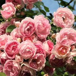 Climbing rose JASMINA