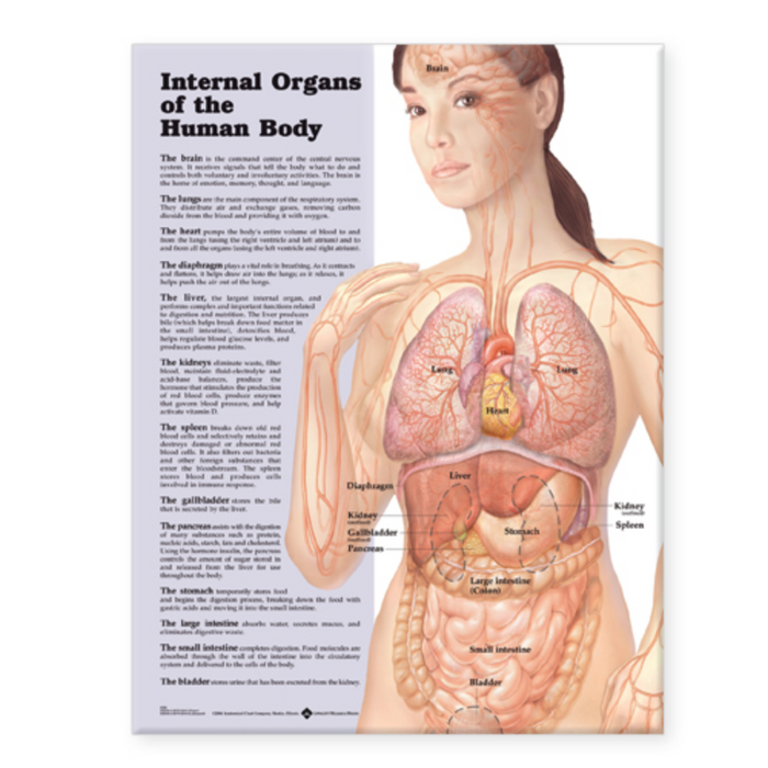 Internal Organs Of The Human Body Anatomical Chart Medshop Singapore