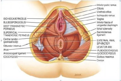 The Normal Pelvic Floor Anatomy And Function The Whealthy Life