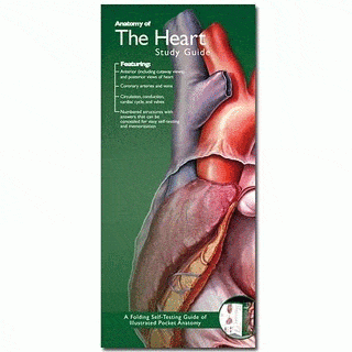 Anatomical Chart Company Anatomical Study Guide Anatomy of Heart Study Guide
