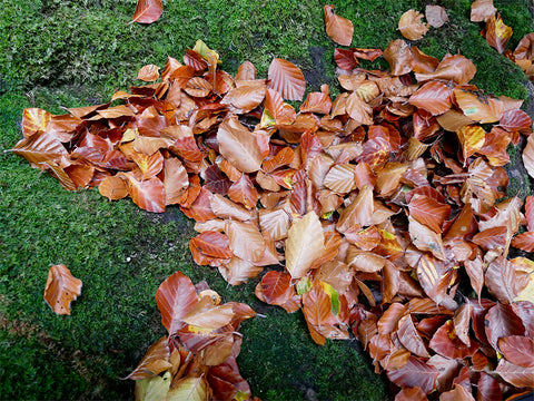 autumn leaves