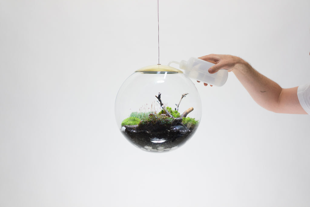 Globe LED Terrarium