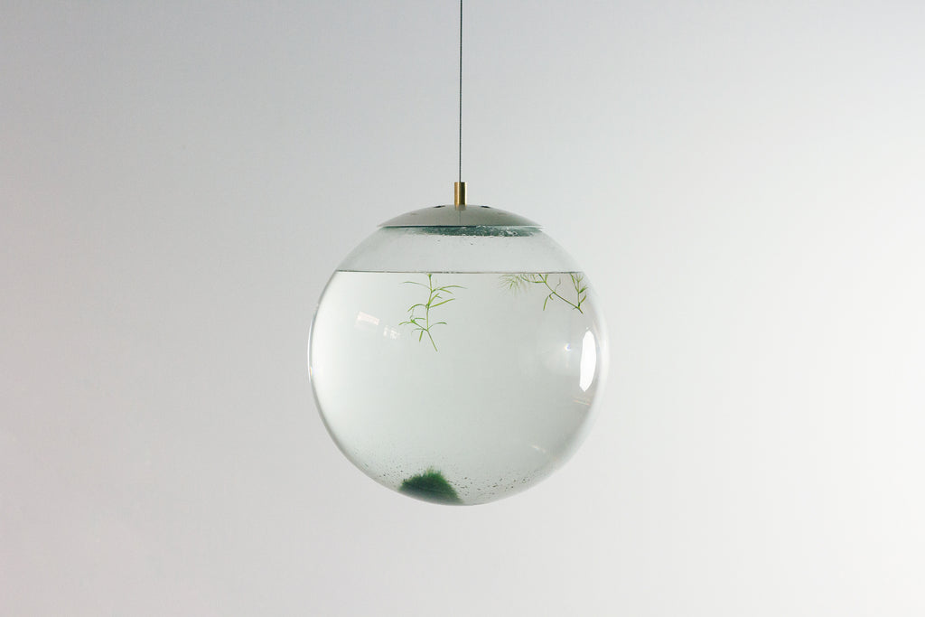 Globe with aquatic plants