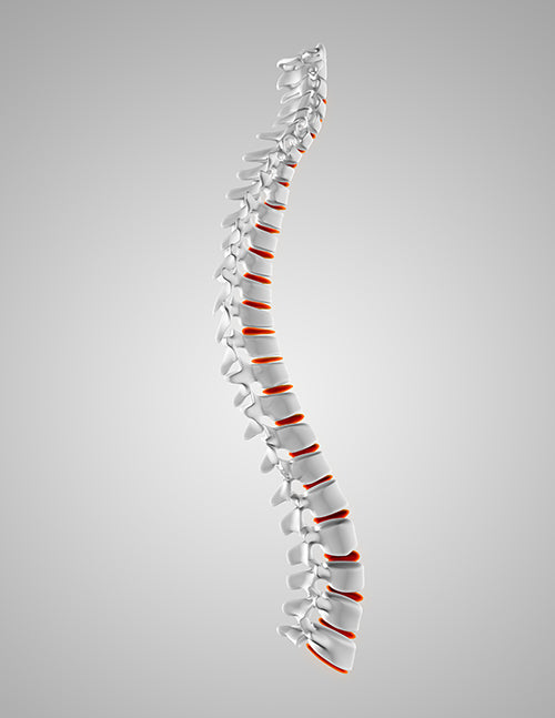 Spinal cord with red details