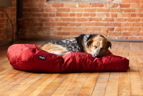 indestructible dog bed canada