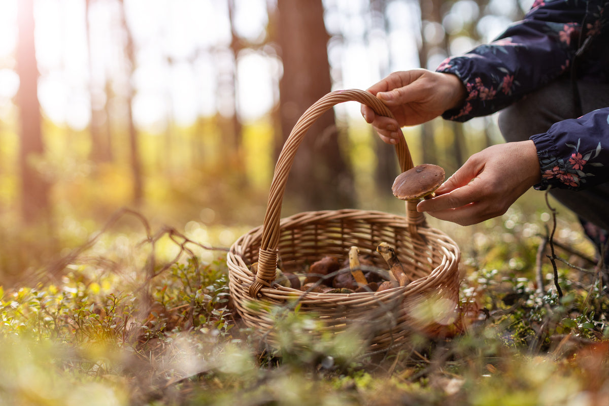 La forêt, un habitat propice