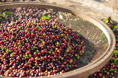 Le Robusta, puissant et amer