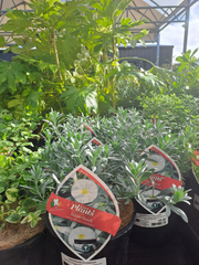 Silverbush, Convolvus cneorum, wintergreen, winter plant