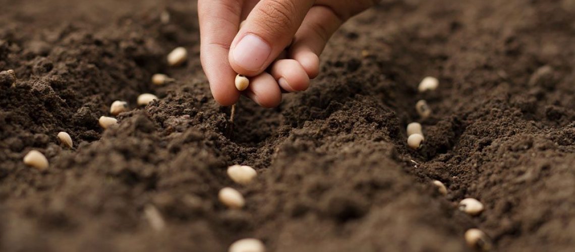 How to sow seeds