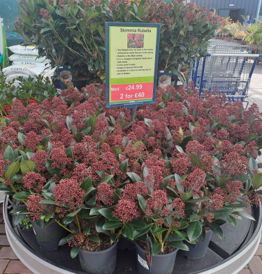 Skimmia Rubella, winter plant, red buds,