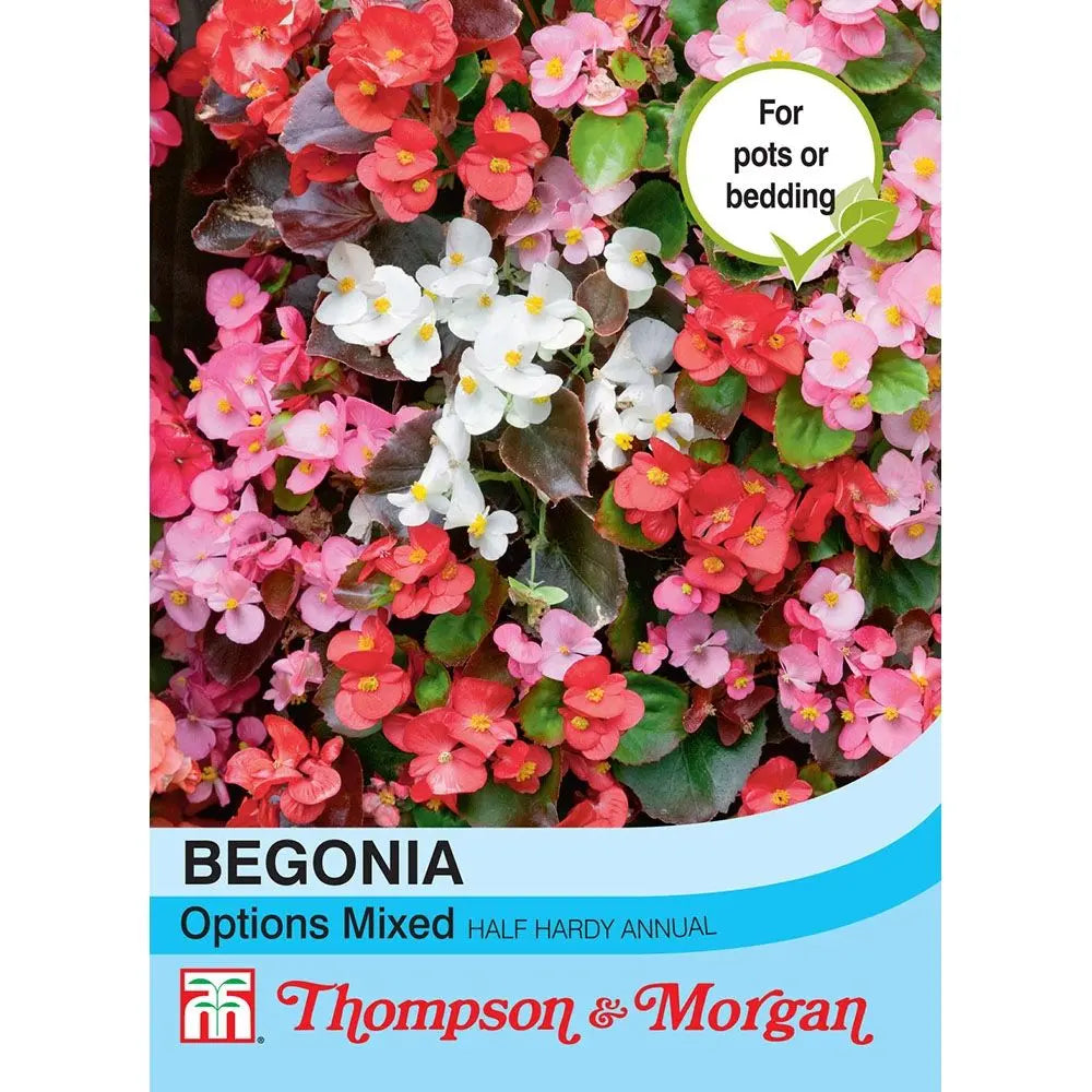 Begonia Semperflorens Options Mixed D12-M3