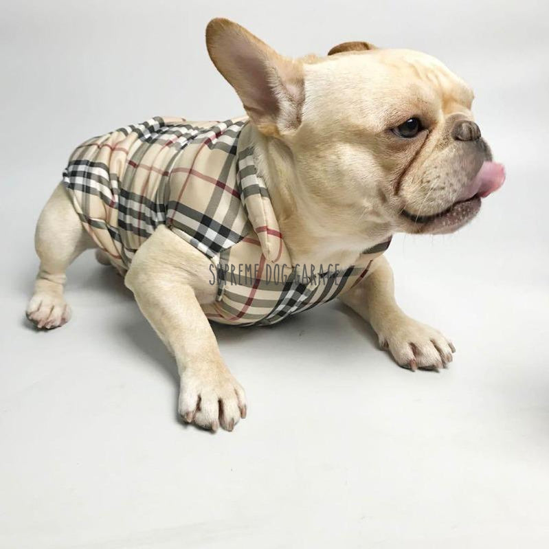 burberry jacket for dogs