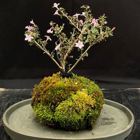 What is Kokedama? Would you like to grow one? – Bonsai Art