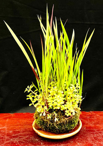 Kokedama bloodgrass