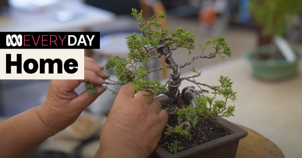 Watch the ABC Bonsai for Beginners video
