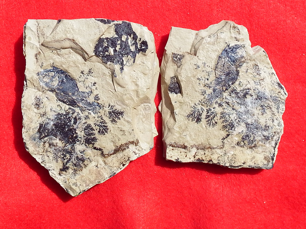 Fossil Cichlid, Middle Eocene, Mahenga, Tanzania Ref. MHG-13 - Reserved