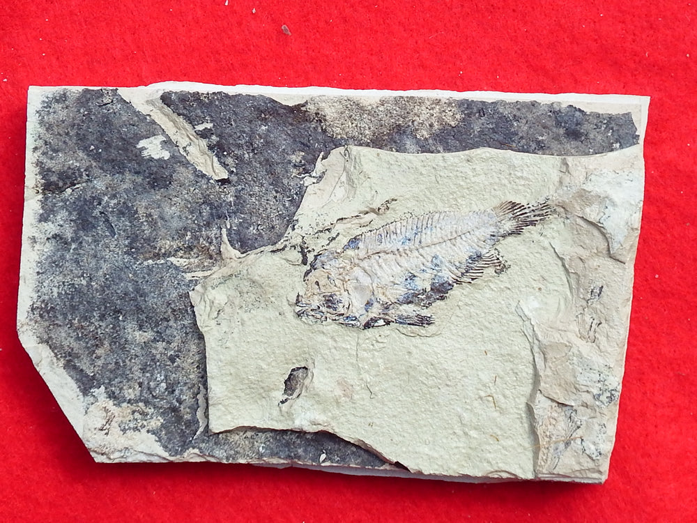 Fossil Cichlid, Middle Eocene, Mahenga, Tanzania Ref. MHG-6 -