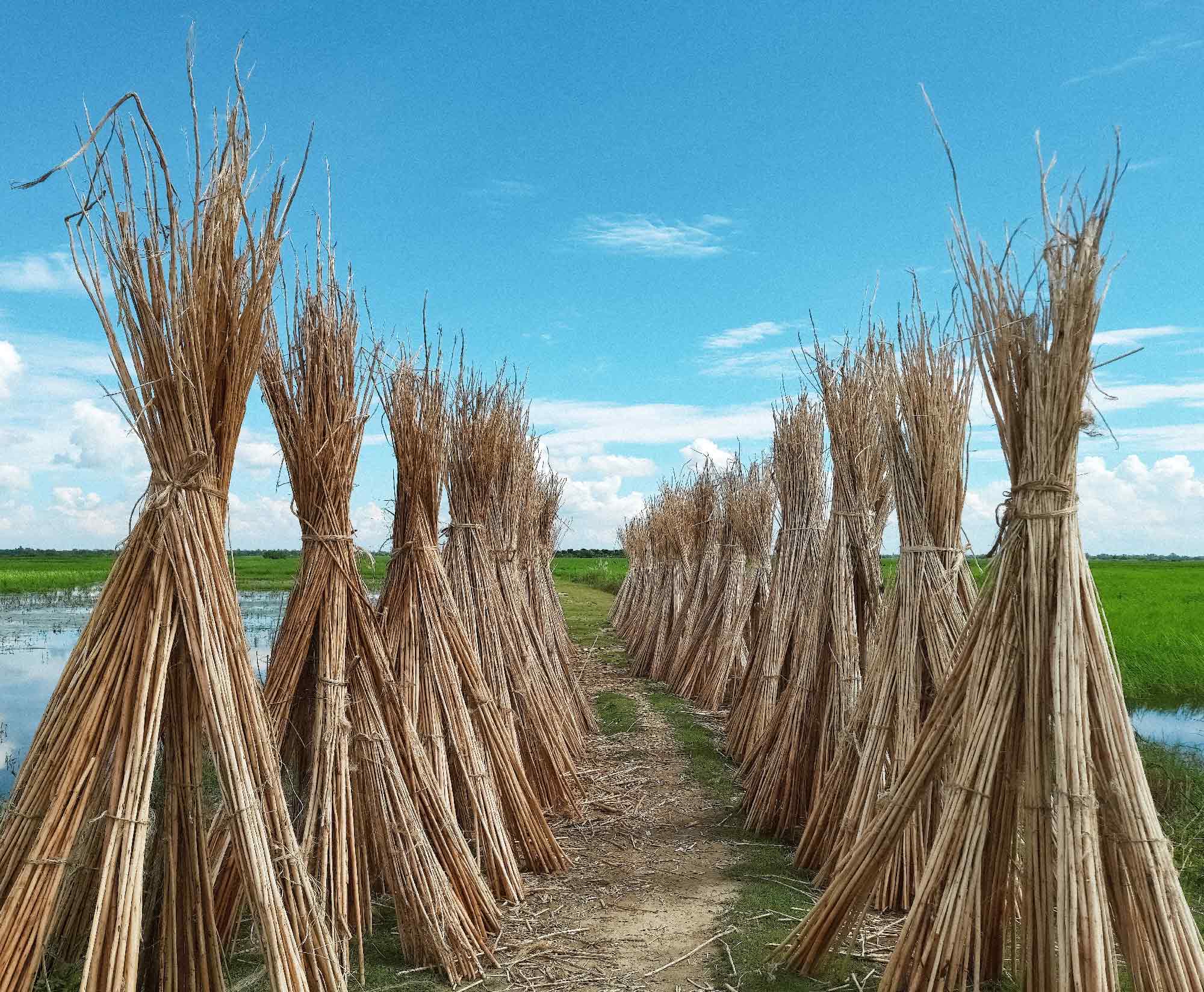 Two rows of earth friendly, tall upright stacks of drying jute fibers in a wetland. Blue skies